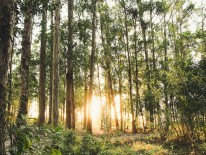 BILD:   		25 hours Hotels pflanzen Wälder        