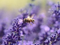 BILD:   		Mit der Kraft der Bienen        
